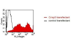 FACS analysis of BOSC23 cells using LV-2A2. (CRISP3 antibody)