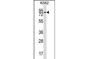 REC8 Antibody (Center) (ABIN657493 and ABIN2846519) western blot analysis in K562 cell line lysates (35 μg/lane). (REC8 antibody  (AA 194-222))