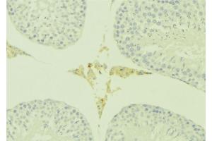 ABIN6277186 at 1/100 staining Mouse testis tissue by IHC-P.