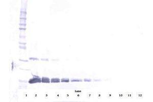 Image no. 2 for anti-Vascular Endothelial Growth Factor A (VEGFA) antibody (Biotin) (ABIN465276)