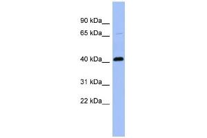 WB Suggested Anti-CFP Antibody Titration: 0.