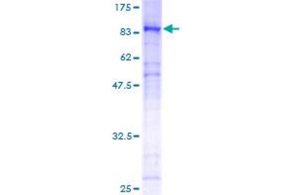 FOXN3 Protein (AA 1-468) (GST tag)
