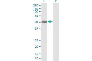 PLEKHA8 antibody  (AA 1-440)