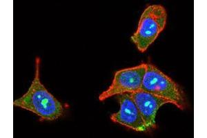 Immunofluorescence analysis of MCF-7 cells using PLCG2 mouse mAb (green). (Phospholipase C gamma 2 antibody  (AA 826-985))