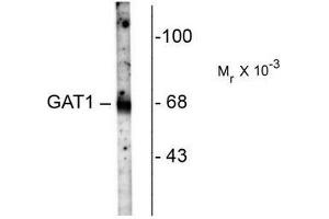 Image no. 1 for anti-GABA Transporter 1 (GAT1) (C-Term) antibody (ABIN372646)