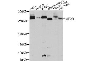 Western blot analysis of extracts of various cell lines, using MTOR antibody (ABIN2737201) at 1:1000 dilution. (MTOR antibody)
