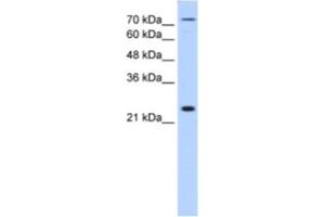 Western Blotting (WB) image for anti-Claudin 2 (CLDN2) antibody (ABIN2462643) (Claudin 2 antibody)
