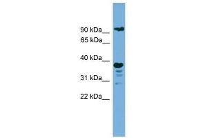 LAMP1 antibody used at 0. (LAMP1 antibody  (N-Term))