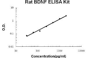 ELISA image for Brain-Derived Neurotrophic Factor (BDNF) ELISA Kit (ABIN411258) (BDNF ELISA Kit)