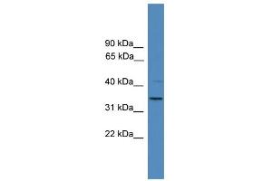 WB Suggested Anti-SNRPA Antibody Titration:  0. (SNRPA1 antibody  (N-Term))