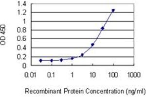 Detection limit for recombinant GST tagged RHOQ is 0. (RHOQ antibody  (AA 106-204))