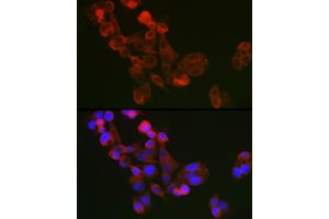 Immunofluorescence analysis of  cells using ECM1 Rabbit pAb (ABIN7267071) at dilution of 1:100 (40x lens). (ECM1 antibody  (AA 150-250))