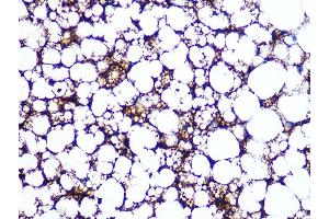 Immunohistochemistry of paraffin-embedded rat brown adipose using Perilipin A Rabbit mAb (ABIN7269218) at dilution of 1:100 (40x lens). (PLIN1 antibody)