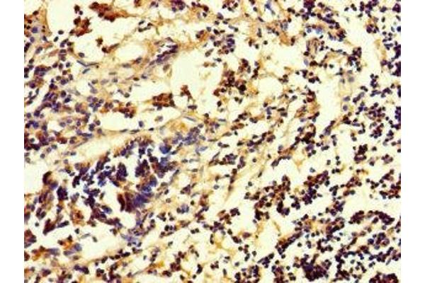 RHEBL1 antibody  (AA 1-180)