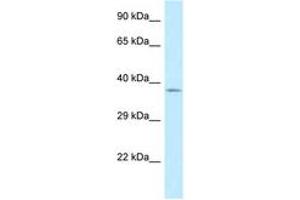 Image no. 1 for anti-Lipid Droplet-Associated Hydrolase (LDAH) (AA 255-304) antibody (ABIN6747903) (LDAH/C2orf43 antibody  (AA 255-304))