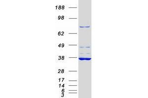 Validation with Western Blot (EIF2S1 Protein (Myc-DYKDDDDK Tag))