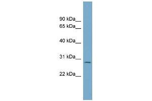 WB Suggested Anti-C1orf96 Antibody Titration: 0.