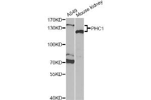 Western blot analysis of extracts of various cell lines, using PHC1 Antibody (ABIN2564499) at 1:1000 dilution. (PHC1 antibody)