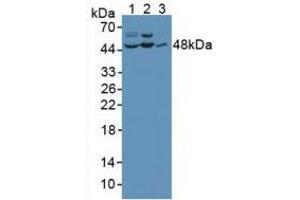 Western blot analysis of (1) Human HeLa cells, (2) Human Jurkat Cells and (3) Human PC-3 Cells. (JNK antibody  (AA 145-419))