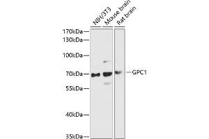 Western blot analysis of extracts of various cell lines, using GPC1 antibody (ABIN6127988, ABIN6141301, ABIN6141302 and ABIN6216848) at 1:3000 dilution. (GPC1 antibody  (AA 290-420))
