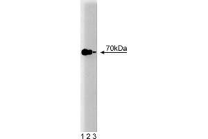 Western Blotting (WB) image for anti-Heat Shock Protein 70 (HSP70) (AA 429-640) antibody (ABIN968060) (HSP70 antibody  (AA 429-640))