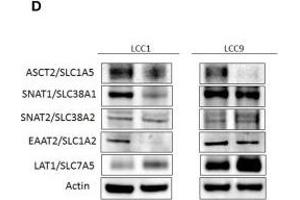 SLC38A2 antibody  (AA 21-150)