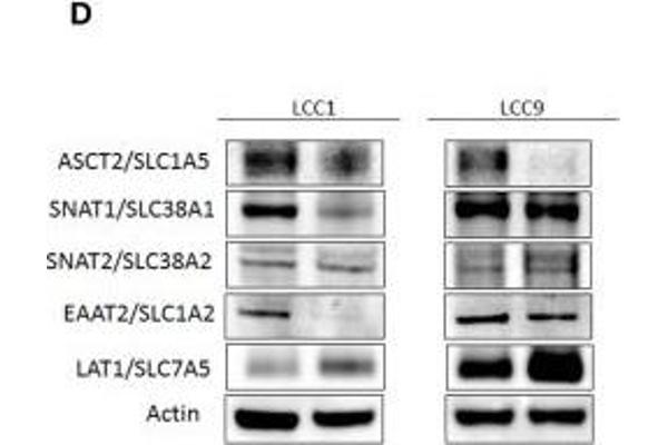 SLC38A2 antibody  (AA 21-150)