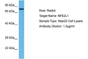 Host: Rabbit Target Name: NFE2L1 Sample Tissue: Human HepG2 Whole Cell Antibody Dilution: 1ug/ml (NFE2L1 antibody  (C-Term))