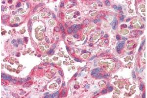 Anti-ERV3 antibody IHC staining of human placenta. (ERV3 antibody  (AA 313-323))