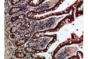 Immunohistochemical analysis of paraffin-embedded human-small-intestine, antibody was diluted at 1:200 (GREM2 antibody  (AA 71-120))