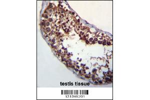 POMT1 Antibody immunohistochemistry analysis in formalin fixed and paraffin embedded human testis tissue followed by peroxidase conjugation of the secondary antibody and DAB staining. (POMT1 antibody  (C-Term))