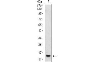 Western blot analysis using HIST2H4A(20Me) mouse mAb against THP-1 (1) cell lysate.