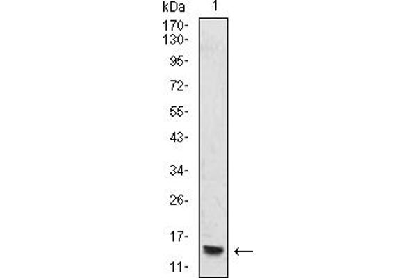 Histone Cluster 2, H4a (HIST2H4A) (meLys20) antibody