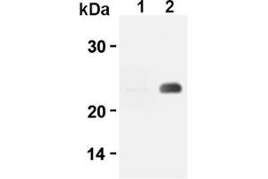 Western Blotting (WB) image for anti-CD3 (CD3) antibody (ABIN567797) (CD3 antibody)