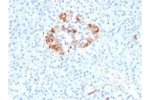 IHC testing of FFPE human pancreas with Ferritin Light Chain antibody (clone FTL/1389). (FTL antibody  (AA 38-165))