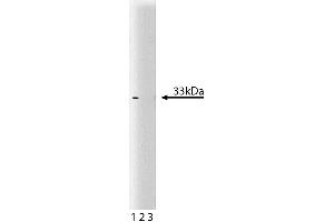 Western blot analysis of Cdk4 on a RSV-3T3 lysate.