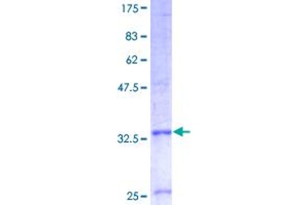 COX7B Protein (AA 1-80) (GST tag)