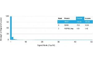 Analysis of Protein Array containing more than 19,000 full-length human proteins using TRAF1 Mouse Monoclonal Antibody (TRAF1/2770) Z- and S- Score: The Z-score represents the strength of a signal that a monoclonal antibody (Monoclonal Antibody) (in combination with a fluorescently-tagged anti-IgG secondary antibody) produces when binding to a particular protein on the HuProtTM array. (TRAF1 antibody  (AA 73-219))