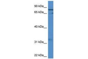 GFM2 antibody  (AA 435-484)