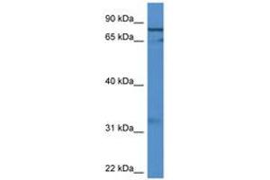 Image no. 1 for anti-G Elongation Factor, Mitochondrial 2 (GFM2) (AA 435-484) antibody (ABIN6746849)