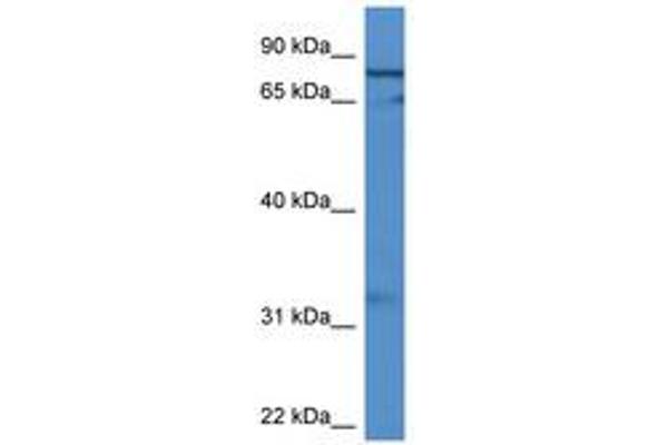 GFM2 antibody  (AA 435-484)