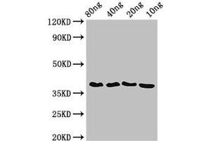Western Blot Positive WB detected in Recombinant protein All lanes: ftsZ antibody at 3. (FtsZ (AA 1-315) antibody)