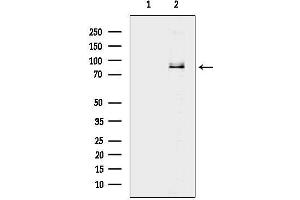 anti-BR Serine/threonine Kinase 1 (BRSK1) (Internal Region) antibody