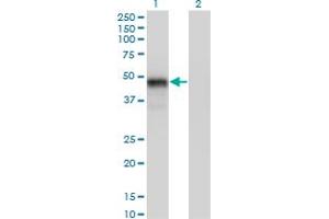 Western Blot analysis of GATA3 expression in transfected 293T cell line by GATA3 monoclonal antibody (M01), clone 1C1. (GATA3 antibody  (AA 103-200))