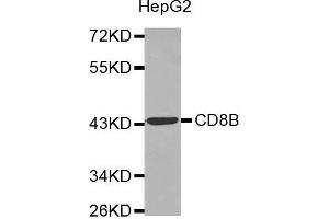 Western blot analysis of extracts of HepG2 cell line, using CD8B antibody. (CD8B antibody  (AA 22-170))