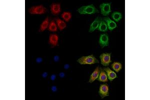 ABIN6262693 and ABIN6273257 staining HepG2 cells by IF/ICC. (ITLN1/Omentin antibody  (C-Term))
