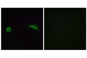 Immunofluorescence analysis of A549 cells, using OR2J2 antibody. (OR2J2 antibody  (C-Term))