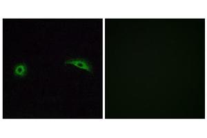 Immunofluorescence analysis of A549 cells, using OR2J2 antibody.