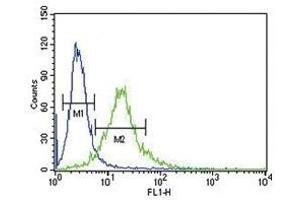 Ku70 antibody flow cytometric analysis of 293 cells (green) compared to a negative control (blue). (XRCC6 antibody  (AA 432-461))