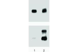 A431 (ATCC CRL-1555) cells were either left untreated (lane 1) or treated (lane 2) with 100 ng/ml EGF for 5 minutes at 37°C. (ERK1/2 antibody  (pThr202))
